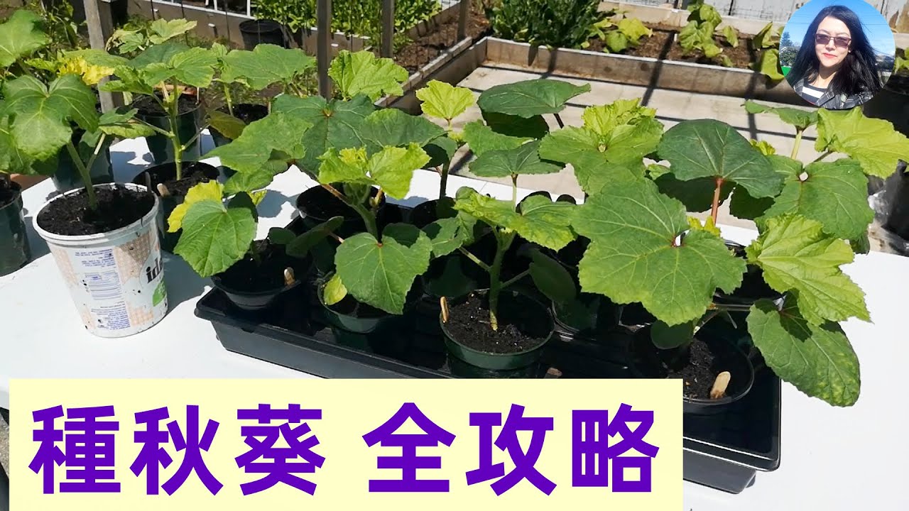 All details about Okra planting【超級詳細】種秋葵--各種問題技巧全攻略 育苗/修剪/蟲害/採收/注意事項