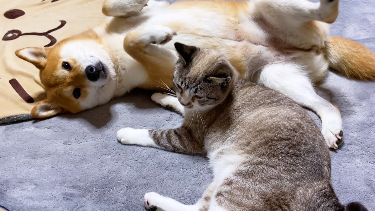 柴犬ママとパパに甘える事を覚えた子供猫♥