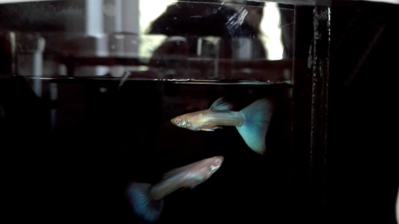 Guppy Sky Blue Albino - гуппи небесно голубой альбинос