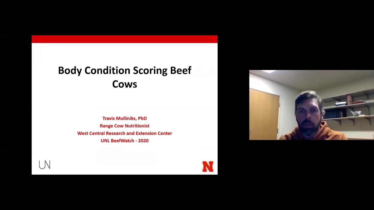 How to use and mange cow body condition score