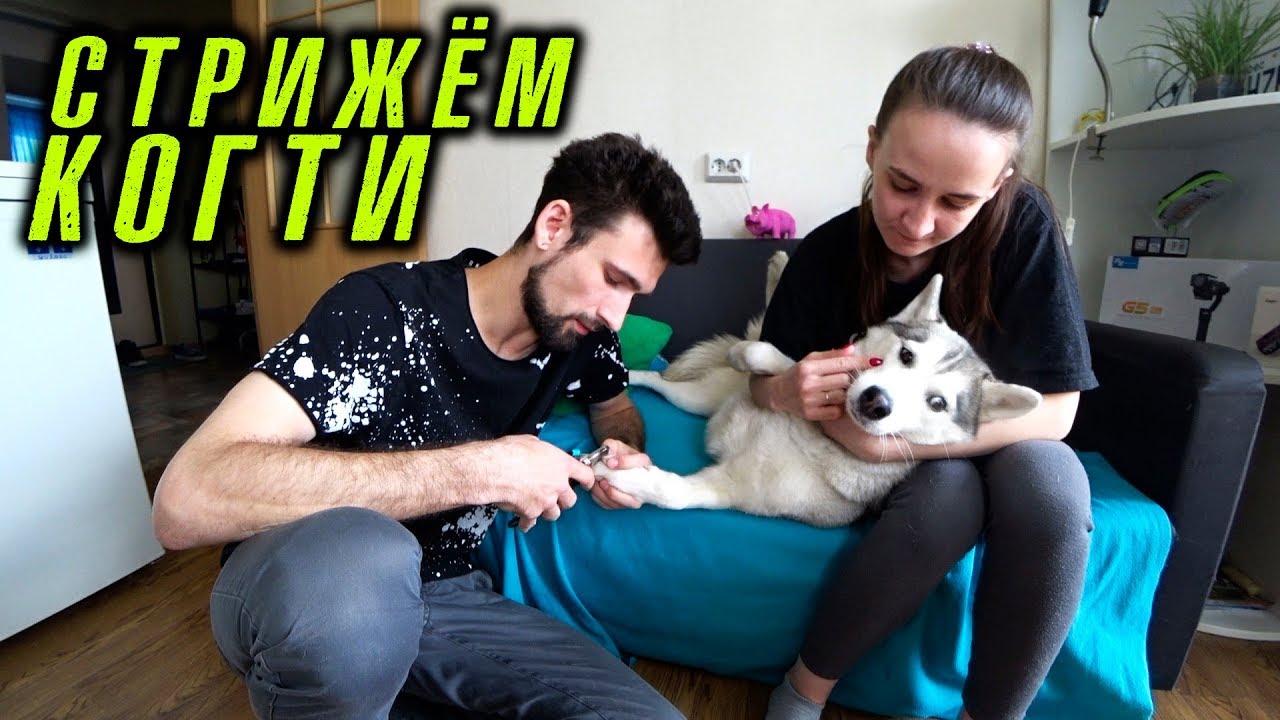 Стрижём когти хаски Капелле