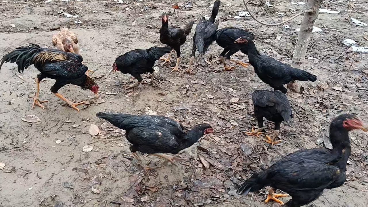 Oʻsha parvoz togʻamizning uyidan  obzor. Bomba video. Koʻrib like bosamiz 💪 