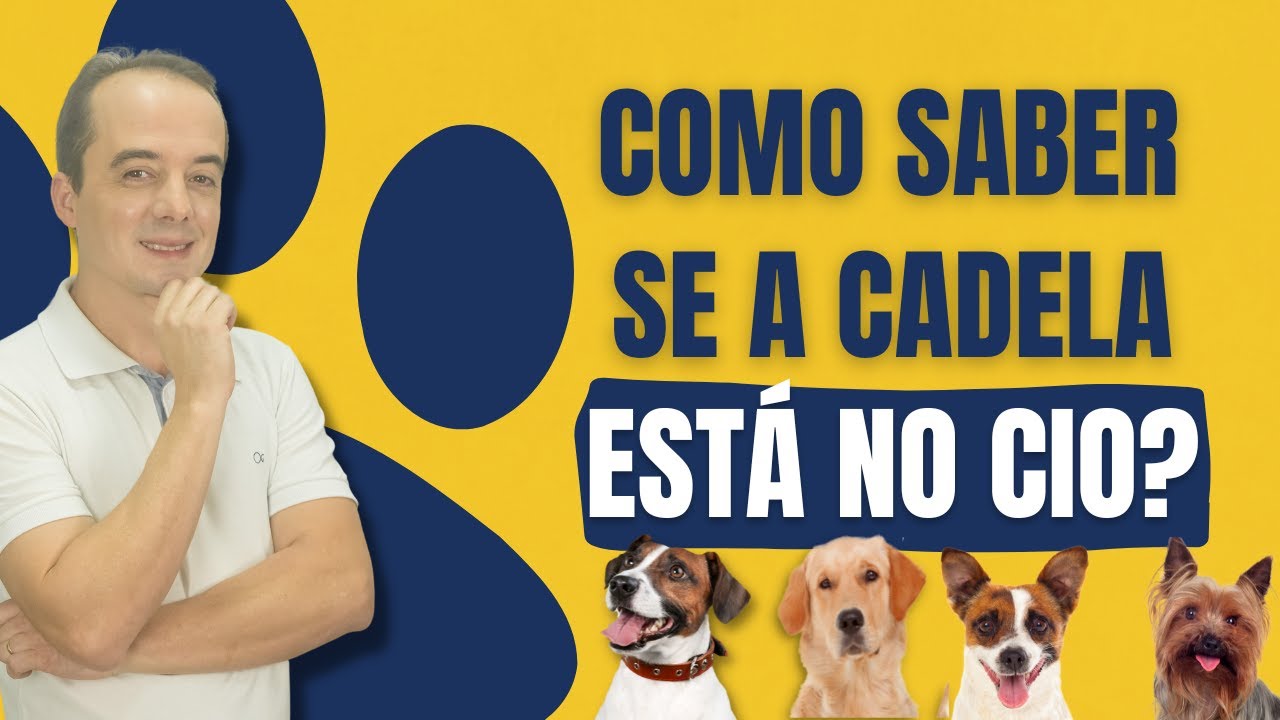 Como saber se a cadela está no cio?