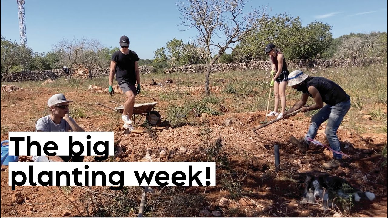 #25 The big planting week! Mediterranean permaculture food forest in the making...