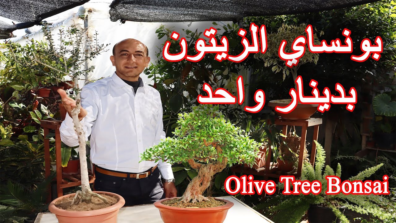بونساي شجرة الزيتون بدينار واحد, Creating a Bonsai Olive Tree