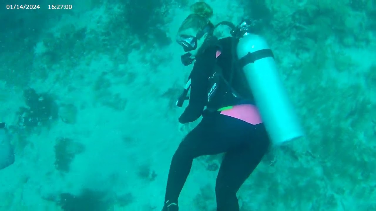 Diving in St Lucia and St Vincent 2025, compilation