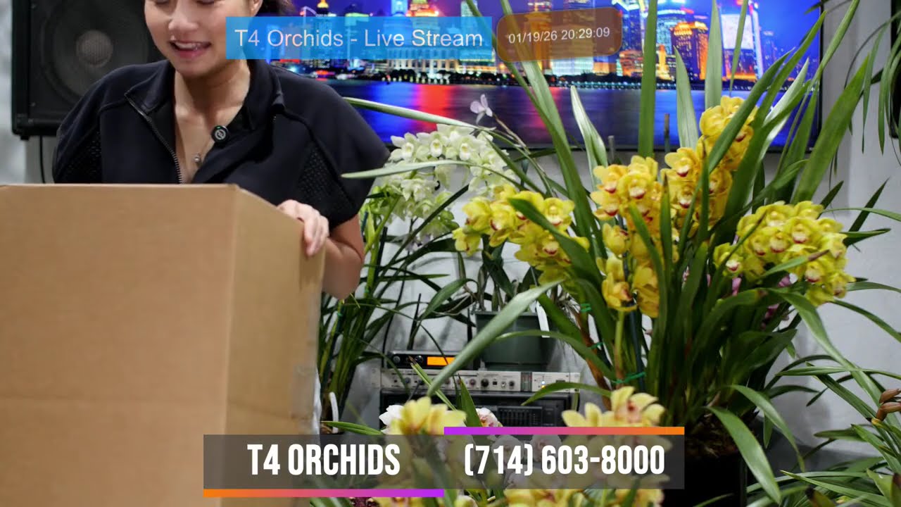 T4 Orchids ~ Livestream Jan 19, 2026 ~ Bán & Trao Đổi Tất Cả Giống Lan Sưu Tầm ~ (714) 603-8000