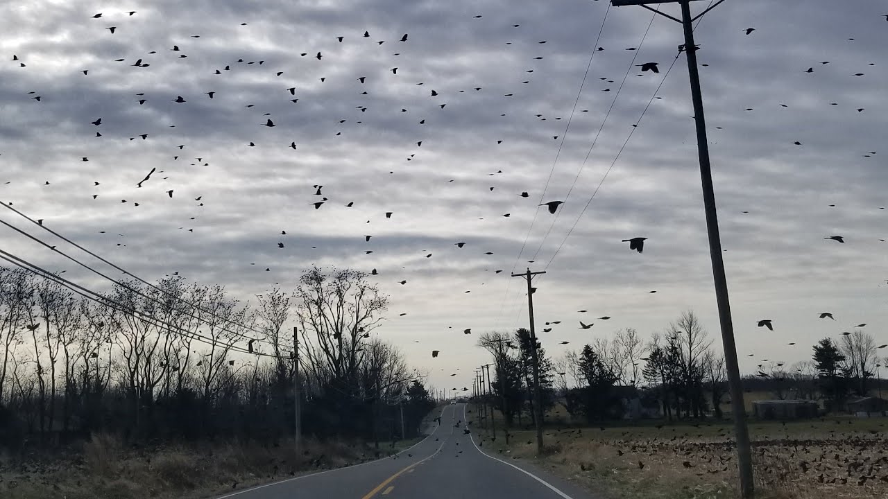 Huge Starling Flock in Cumberland County, NJ