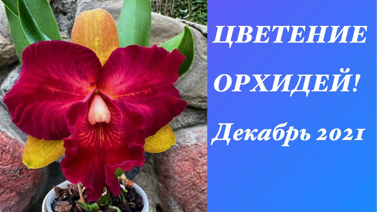 ЦВЕТЕНИЕ ОРХИДЕЙ!!! Dendrobium,phalaenopsis,cattleya…Декабрь 2021.