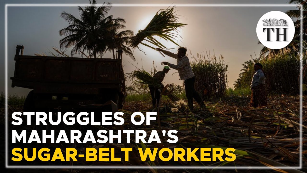 The daily struggles of Maharashtra's sugar-belt workers | The Hindu