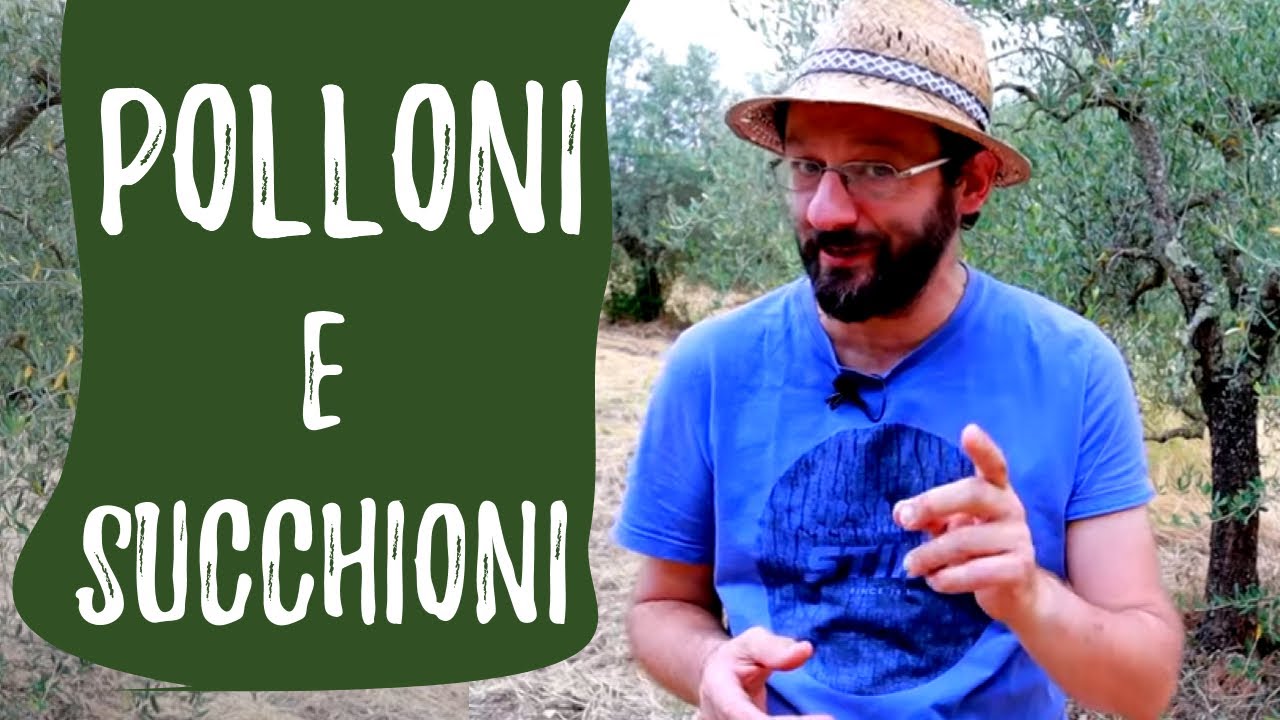 Spollonare l'olivo: POTATURA VERDE di succhioni e polloni