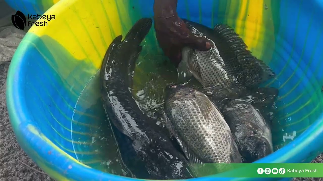 KABEYA FRESH 20 Décembre