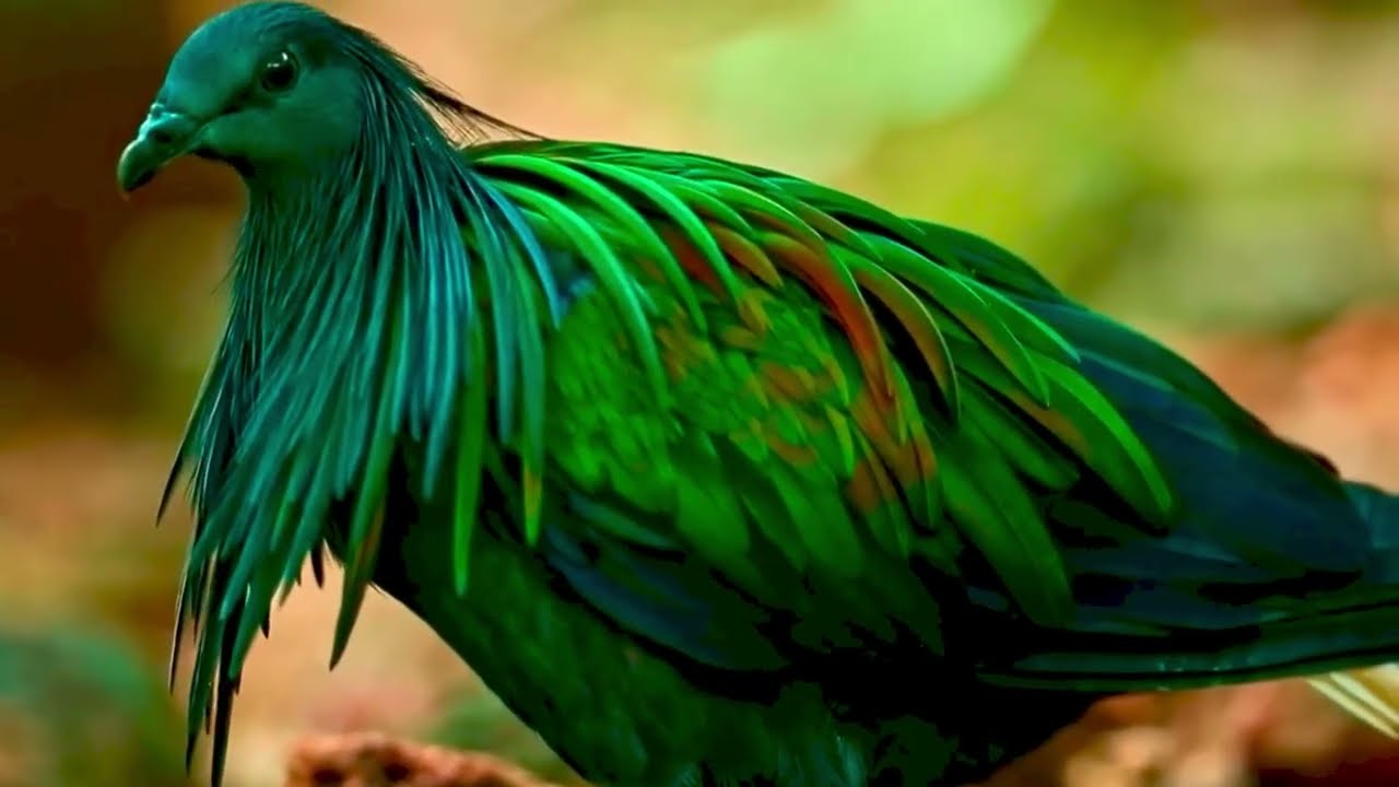 Beautiful birds in the world