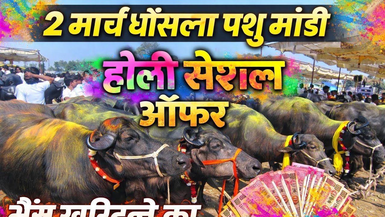 होली स्पेशल | 2 मार्च घोंसला पशु मंडी | आज की सबसे महंगी भैंस | ghosla pashu mandi 