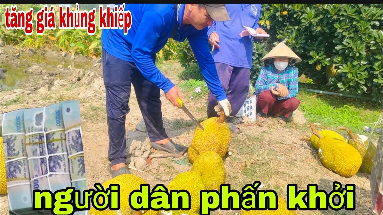 20 tháng 1. Bất ngờ giá mít ruột đỏ tăng khủng khiếp người dân vui mừng
