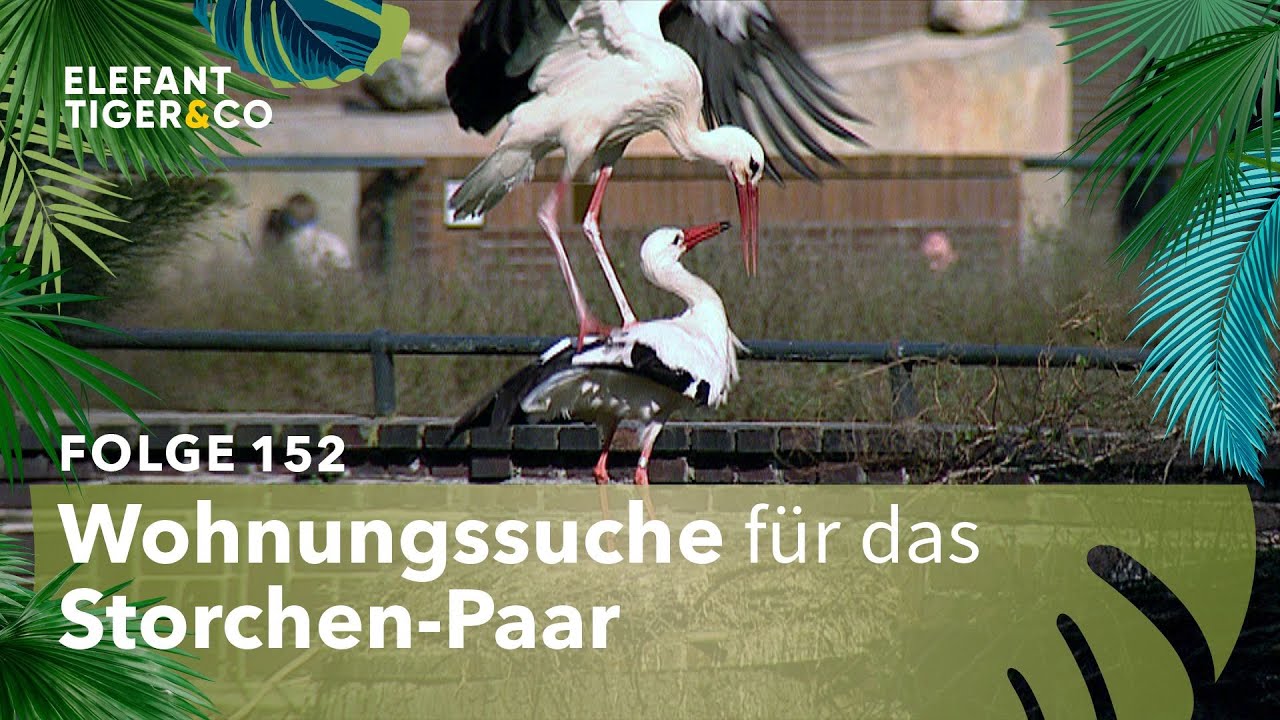Schnupperkurs (Folge 152) | Elefant, Tiger & Co. | MDR
