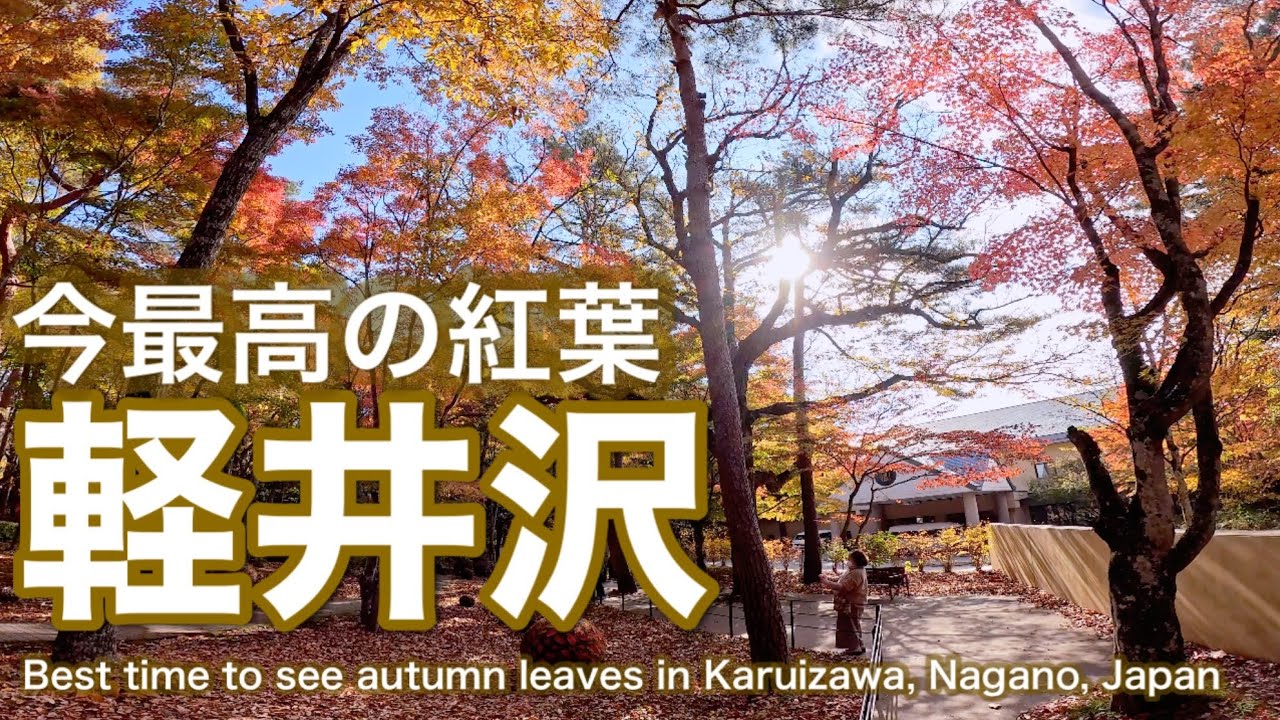 長野【軽井沢】今最高の紅葉撮影日2024.11.8Japan Nagano [Karuizawa] The best autumn leaves right now
