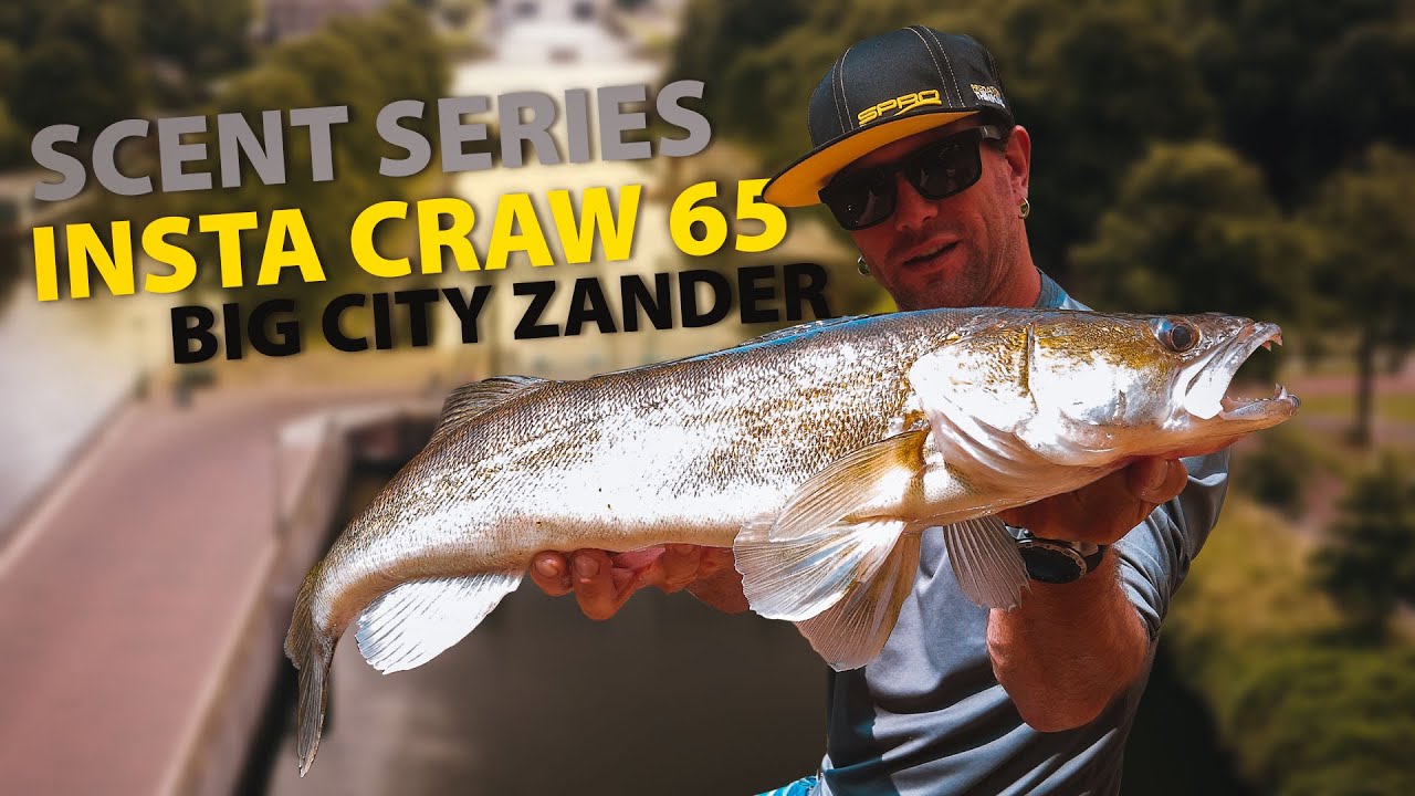 SPRO - Big City Zander - Scent Series Insta Craw 65 -