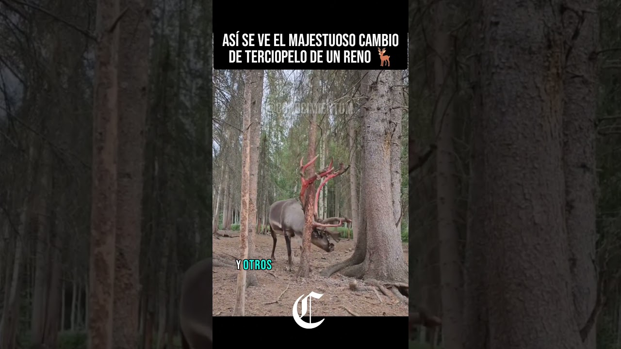Las Astas de un Reno con Terciopelo 🎄🦌#naturaleza #animales #curiosidades #sabiasque #datoscuriosos