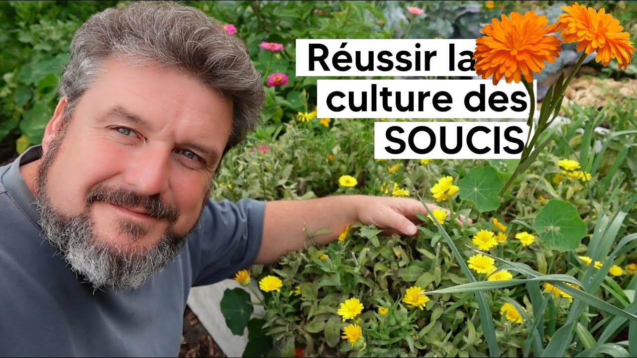 D&eacute;couvrez les SOUCIS, ces fleurs g&eacute;n&eacute;reuses et faciles &agrave; cultiver 『TUTO』