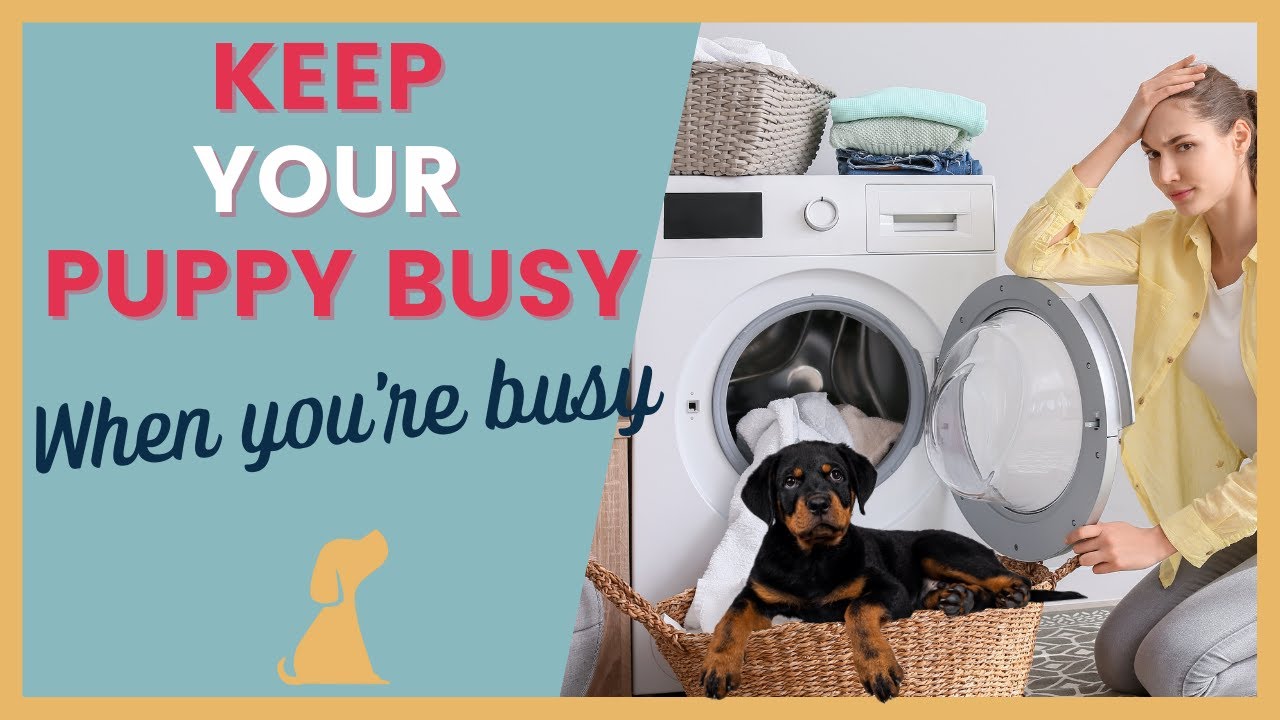 How to Keep Your Puppy Busy When You’re Busy