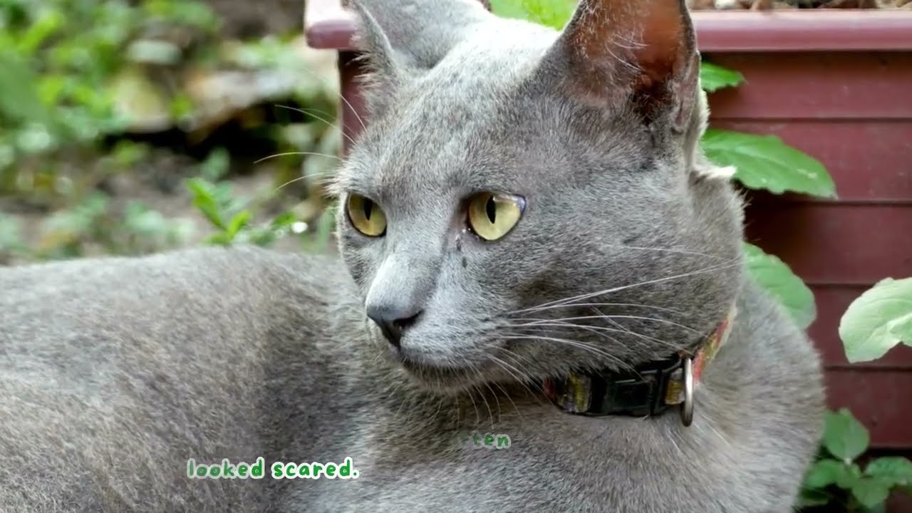 Mimi the Smart Cat &ndash; A Kind and Clever Kitty Adventure