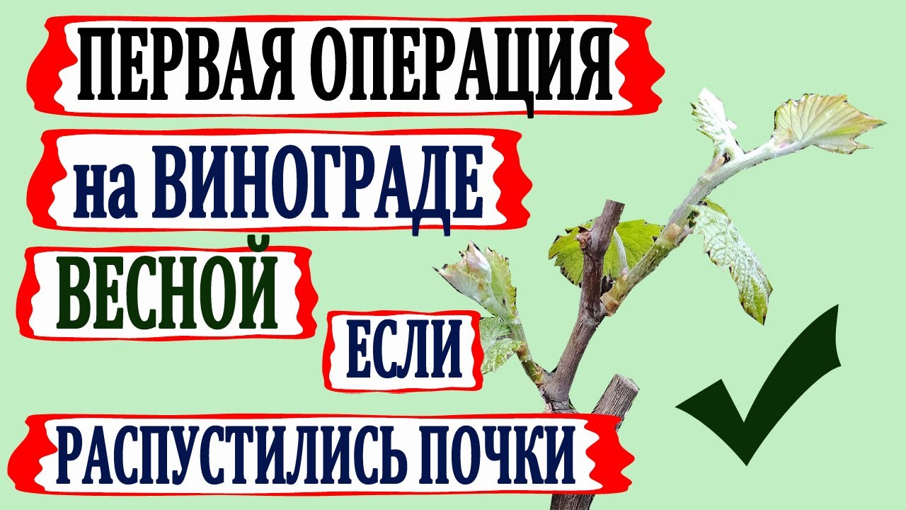 🍇 Обязательно! От ЭТОЙ ПЕРВОЙ операции зависит рост и развитие Вашего винограда. Зеленые операции.