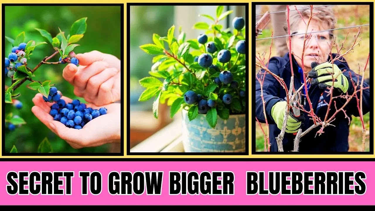 Secret to Growing Bigger, Juicier Blueberries (Experts Won’t Tell You)