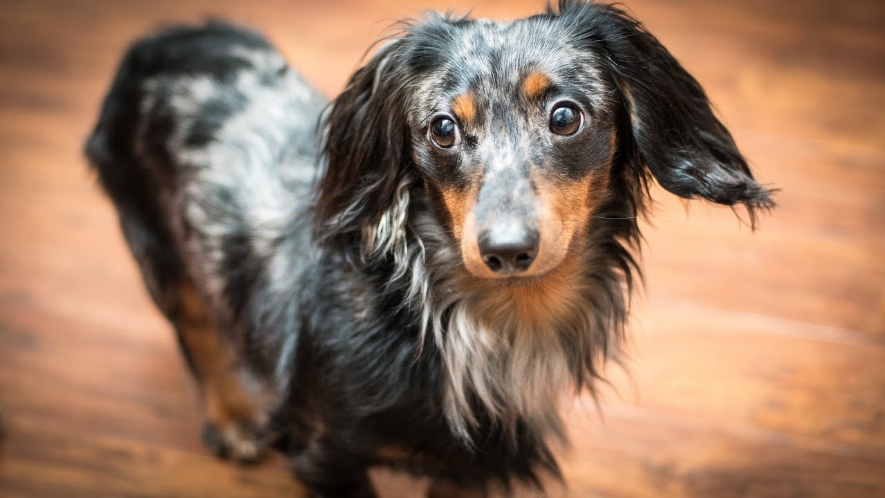 Turbo Toby's First Christmas!!! (Miniature Dachshund)