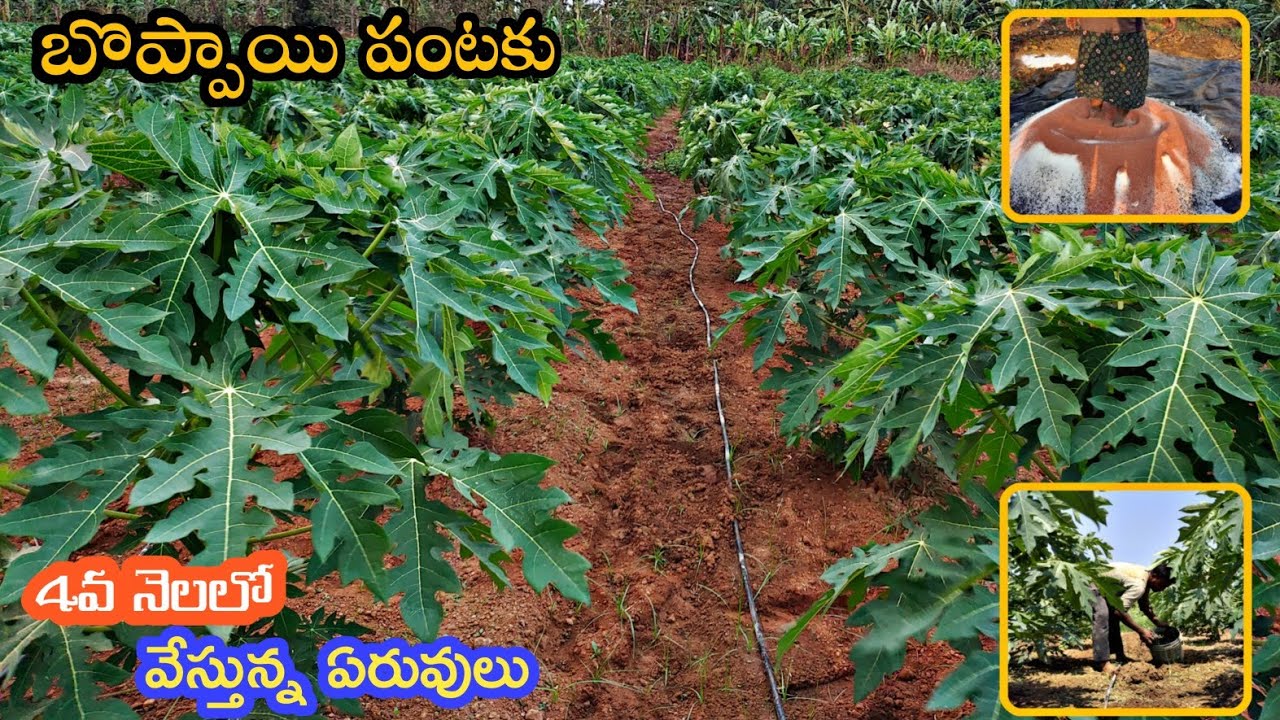 బొప్పాయి పంటలో ఏటువంటి ఏరువులు వేశాము Fertilizers For My Pappay ||AGRI GURU||