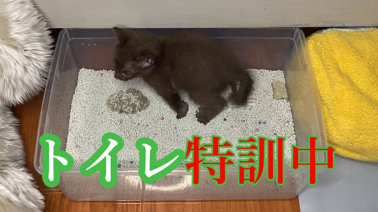 保護子猫が初めて一人でトイレを出来るようになるまで【保護子猫】【しつけ】/ How I trained My Cat's No.2