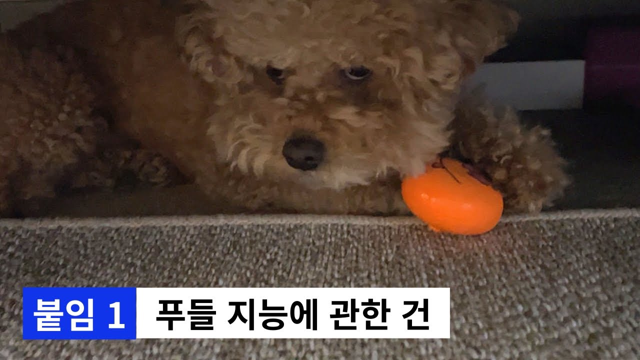 푸들 지능이 높다는 증거 영상