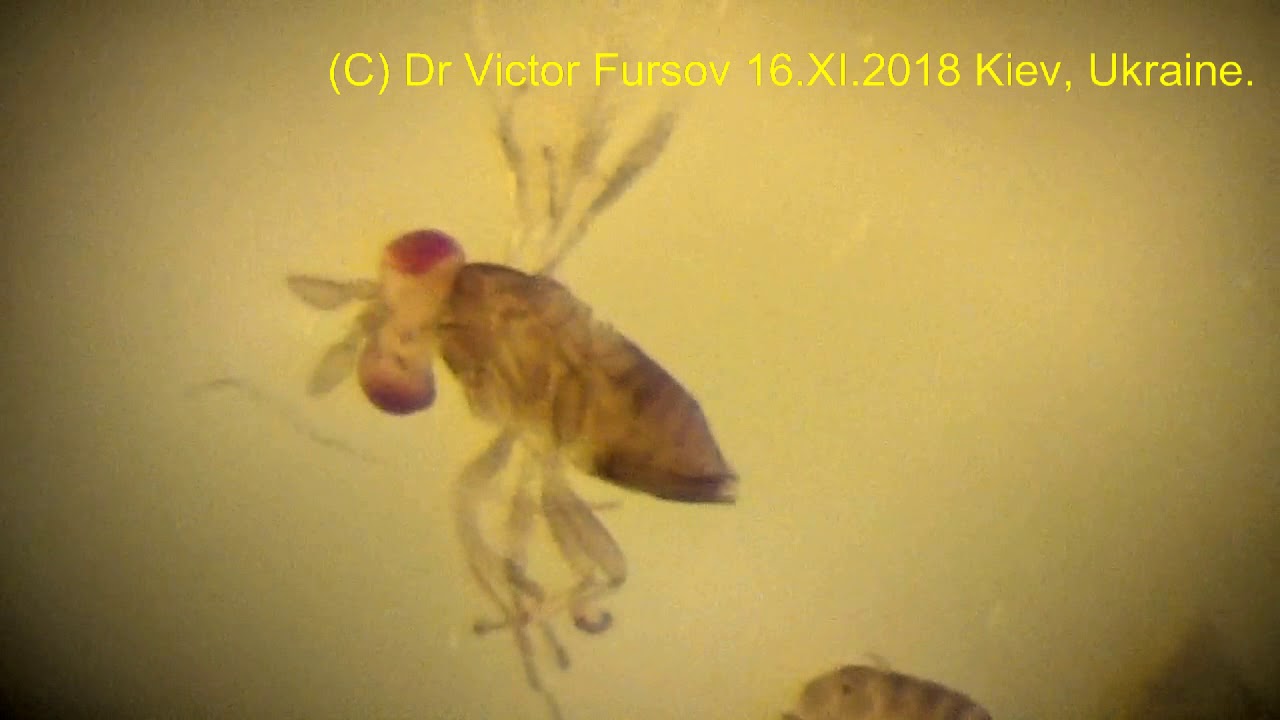 Под Микроскопом: Самки Trichogramma (Trichogrammatidae, Hymenoptera)