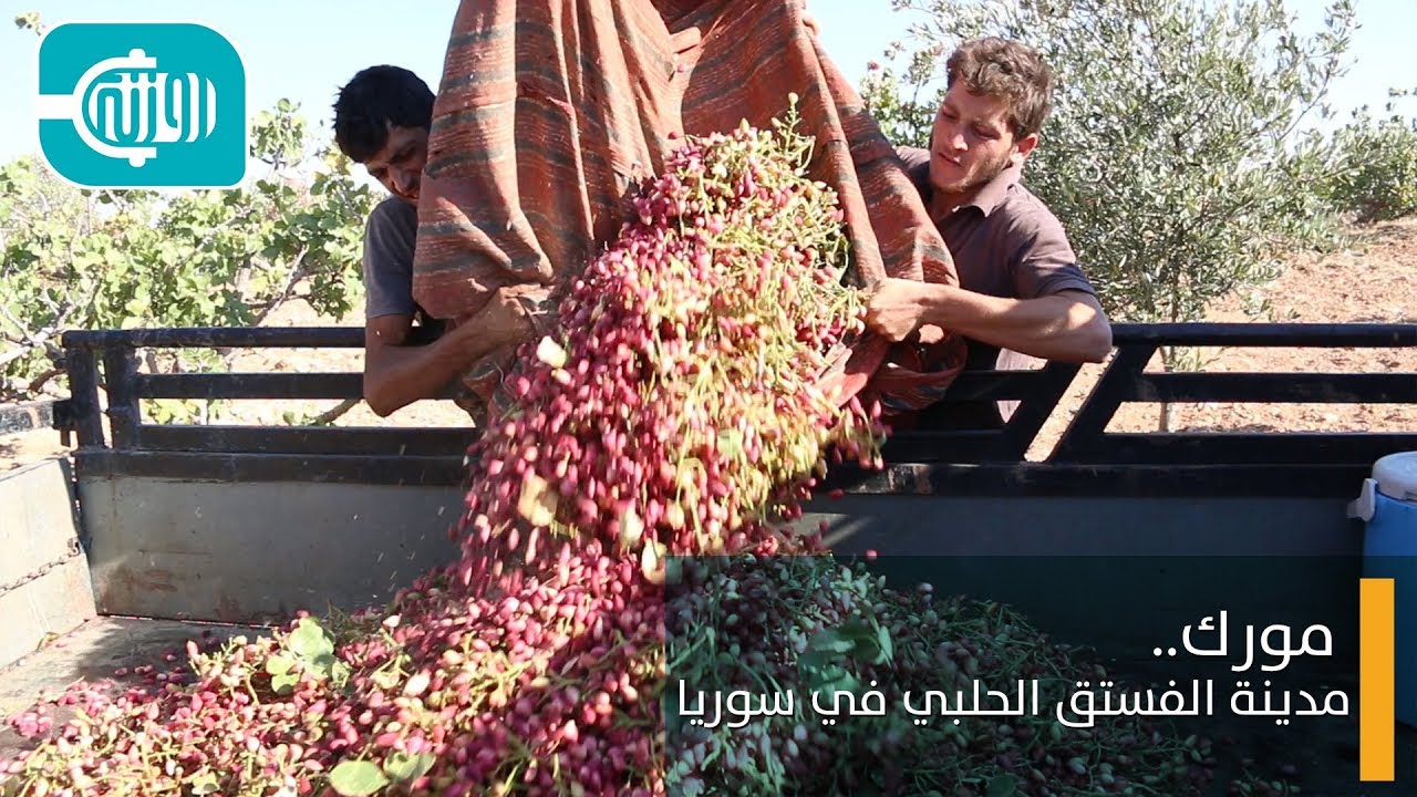 مورك..مدينة الفستق الحلبي في سوريا