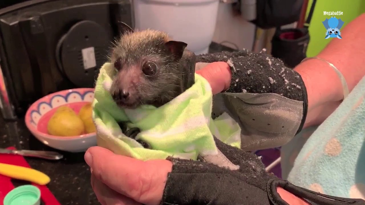 Cute orphan flying-fox does grape face:  this is Eiffel