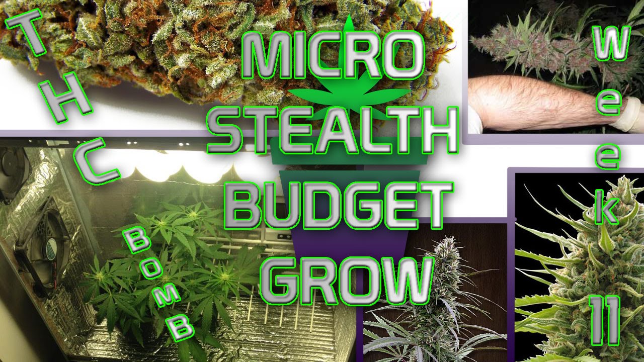 Micro Stealth Grow Week 11 Flower THC-Bomb