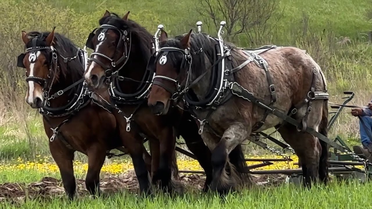 West Michigan Draft Horse Club Plow Day