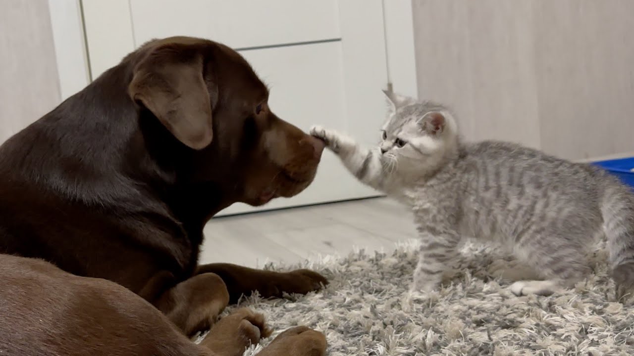 So Cute! Tiny Kitten Says Hello to Giant Dog!