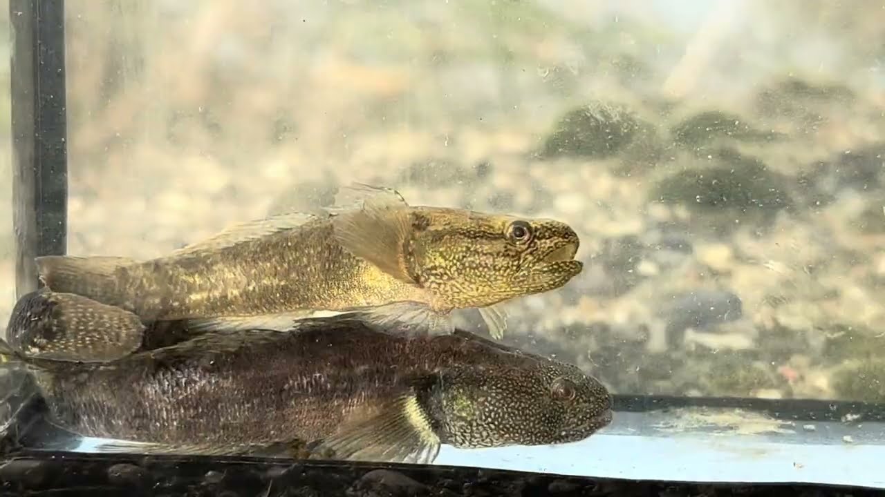 Shimofurigrondel / Shimofuri Goby (Tridentiger bifasciatus) Biervliet NL 16.10.2023