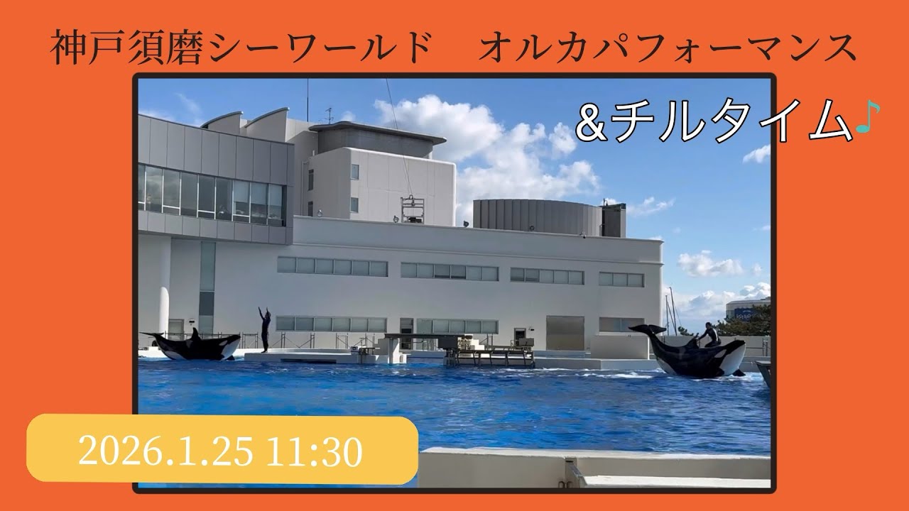 神戸須磨シーワールド　オルカパフォーマンス　2026.1.25 11:30