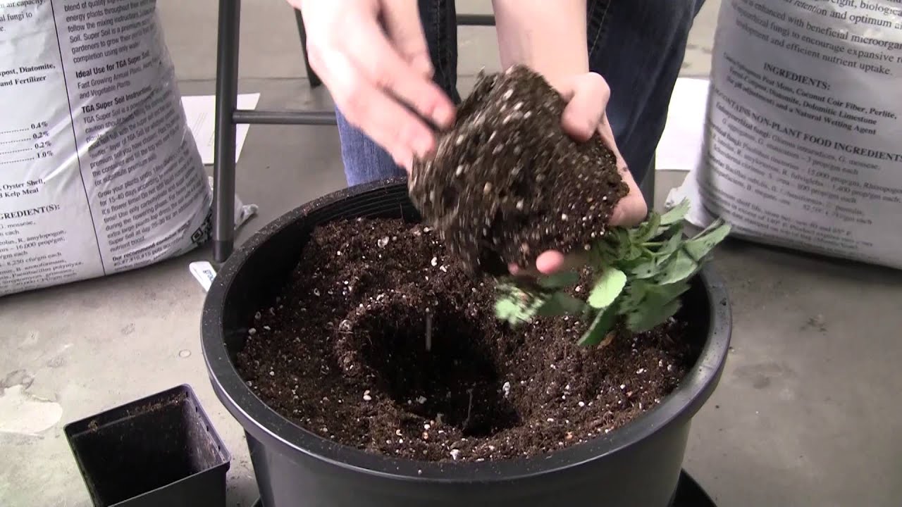 Sour Kay: How To Transplant With TGA Super Soil (Full Scale)