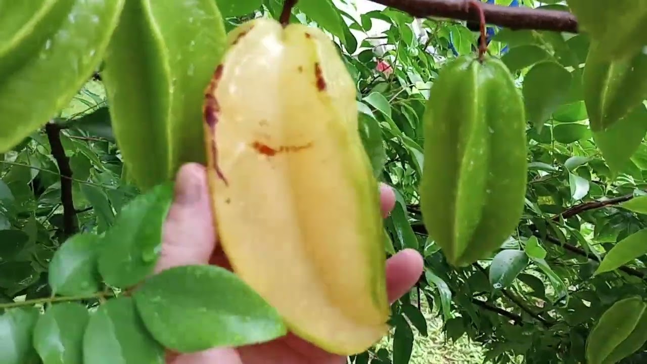 Starfruit Production 2024