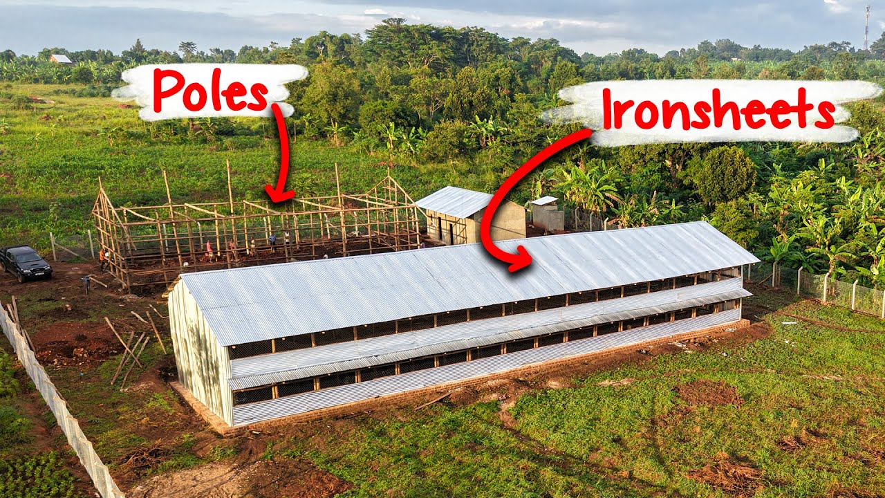 Build Your Chicken Houses CHEAPLY Like This