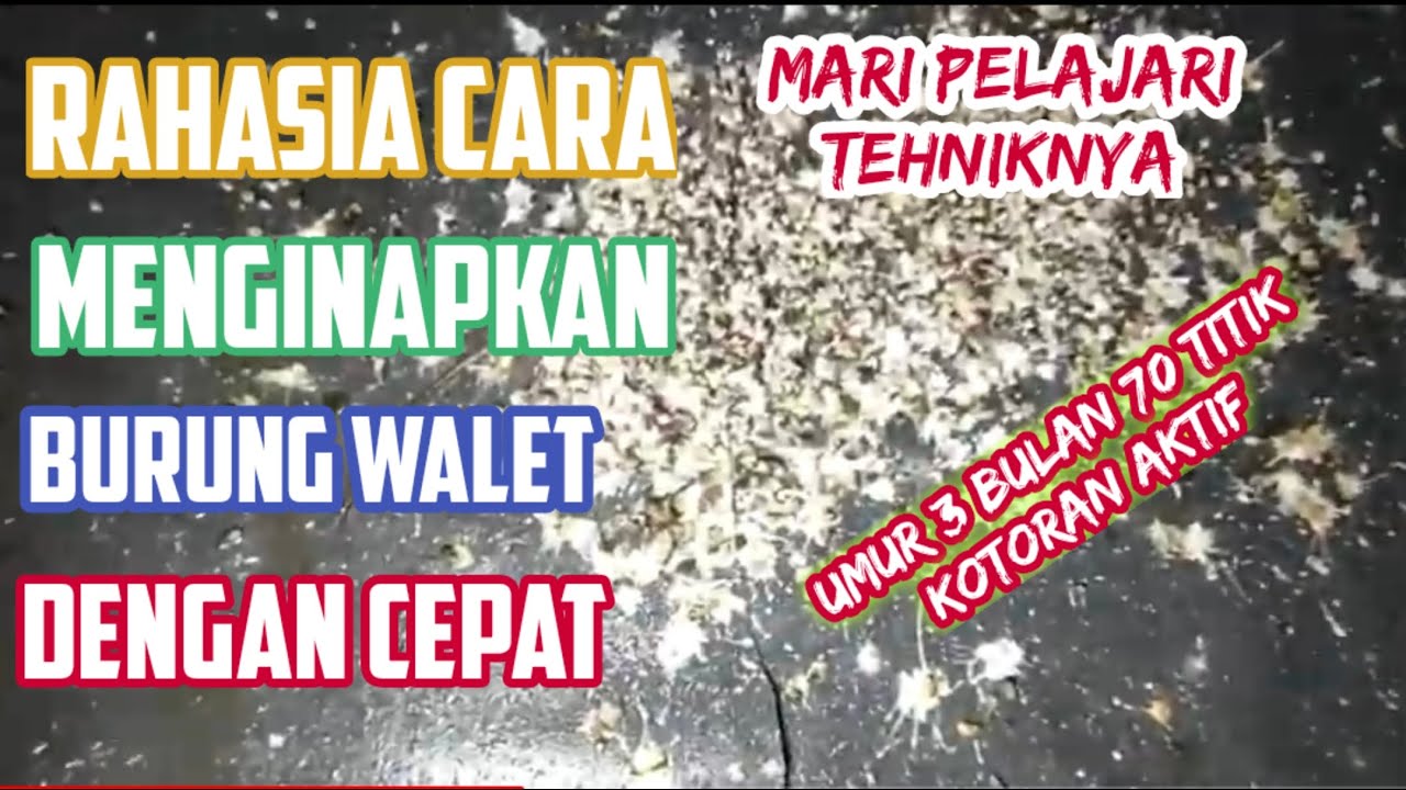 RAHASIA MEMBUAT PAKAN BURUNG WALET TAHAN SAMPAI 3 BULAN DAN TIDAK BERBAU