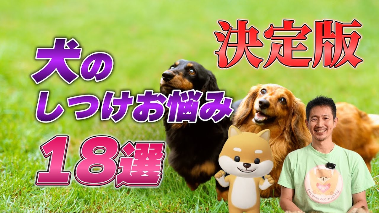 【犬のしつけ基本】犬をお家に迎えたら必ずやるべき18のしつけ