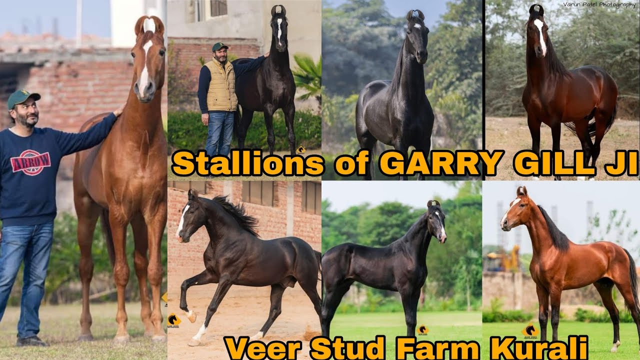 Marwari Stallions of GURPRATAP SINGH GILL JI || Veer Stud Farm Kurali Punjab