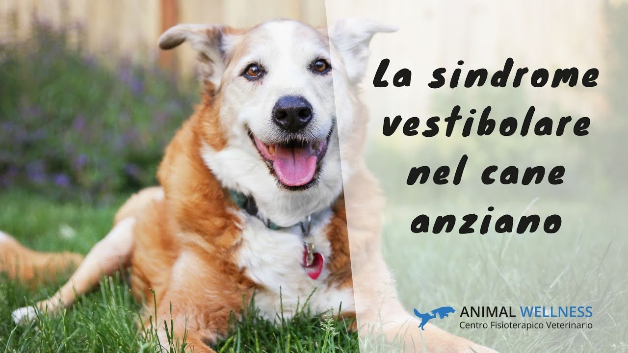 La sindrome vestibolare del cane anziano