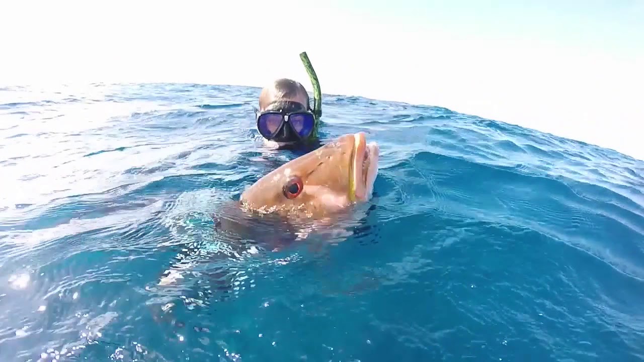 Epic Belize Spearfishing Adventure!