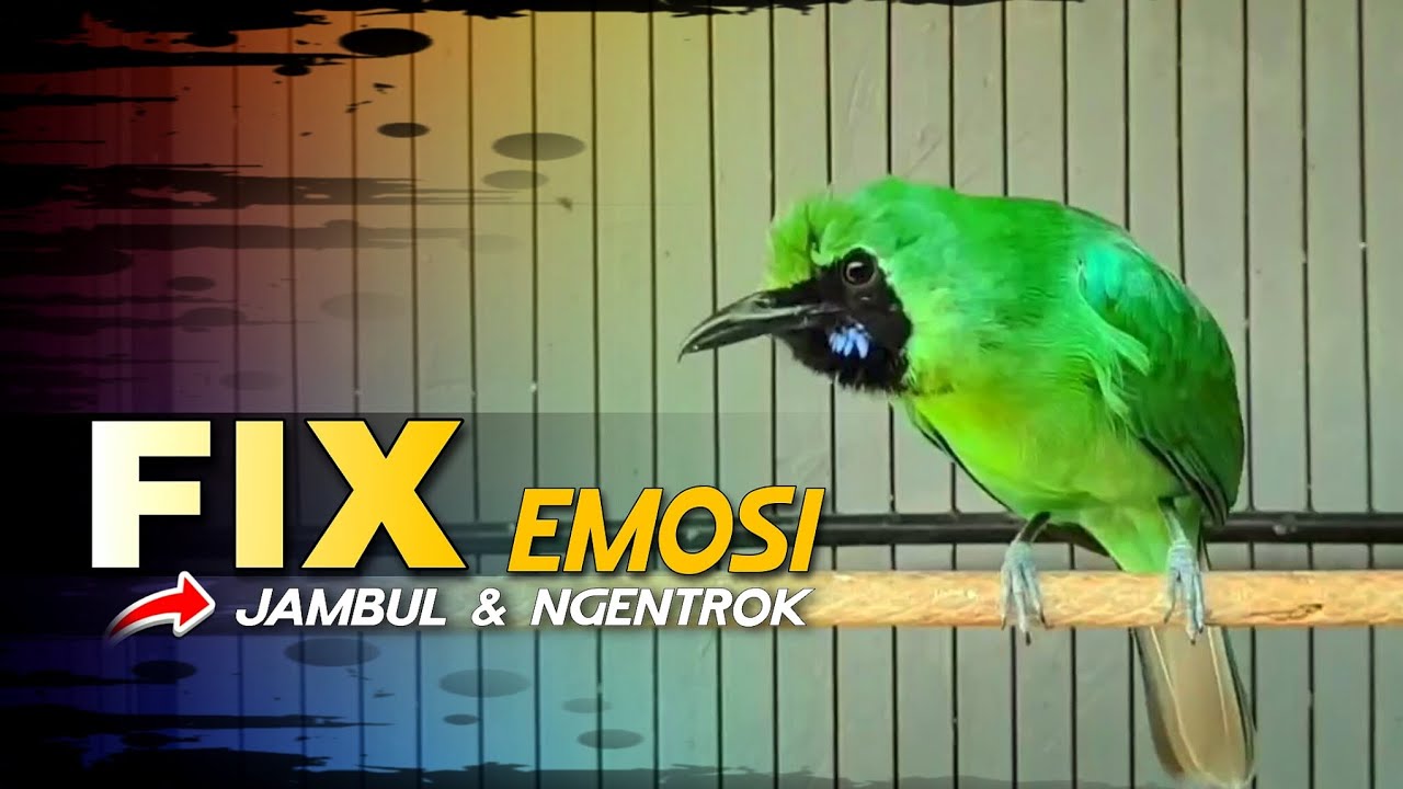 🔴FIX EMOSI‼️CUCAK IJO GACOR JAMBUL & NGENTROK (JAMTROK)
