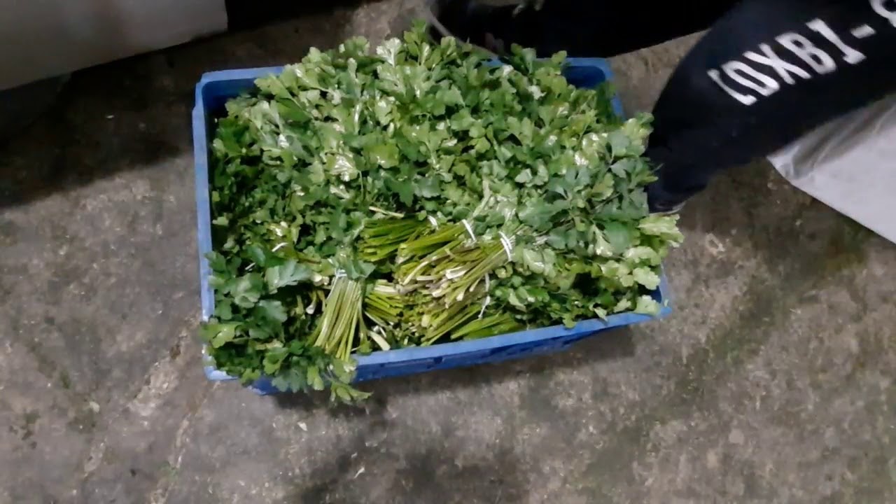 Culinary Herbs of Georgia: dill, parsley, coriander - growing, cooling, packing for exports
